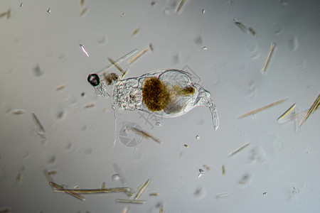 轮渡饲料宏观漩涡轮虫游泳纤毛生物硅藻小动物藻类动物高清图片