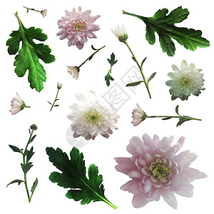 一套有绿叶和树枝的菊花粉色花园牡丹拼贴画婚礼插图雏菊植物绿色卡片背景图片