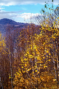 特兰西瓦尼亚罗马尼亚山脉的秋天风景图旅行全景天空树木森林草地农村高度旅游爬坡道背景