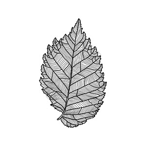 榆树叶子白色背景上带有装饰性脉络的榆树叶的程式化绘图织物插图中风植物学秋叶艺术艺术品元素绘画打印插画