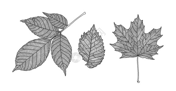 枫叶脉一组不同树的叶子 白色背景上的叶子呈脉状线条图形插画