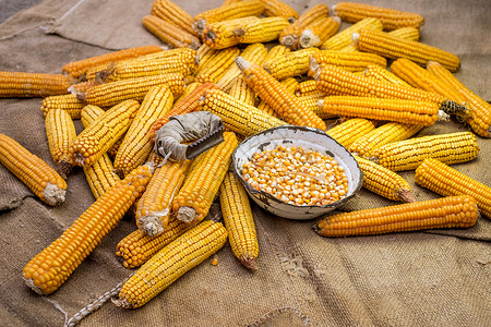 玉米粮仓在黄麻袋上用人工手工具清洗玉米 并配有一碗玉米内核和手工工具背景