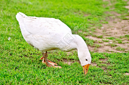 野鹅白雀草自由的白切鹅高清图片