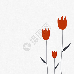 白水红郁金花 彩色插图背景背景图片