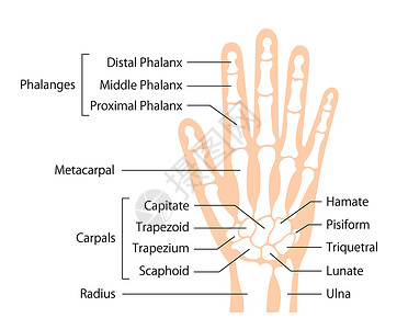 手骨平面矢量图人体解剖学诊所外科医生插图生物学梯形手臂手腕保健科学插画