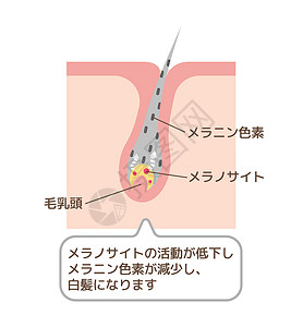 皮肤色素灰色头发矢量图日本的机制插画