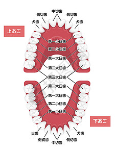 恒牙错位萌出人类恒牙图表矢量图日本牙医口服磨牙出牙期科学成人犬类器官牙线牙齿插画