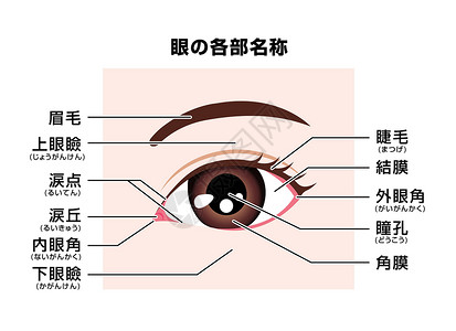 视神经人眼结构的部分矢量图日本名称插画