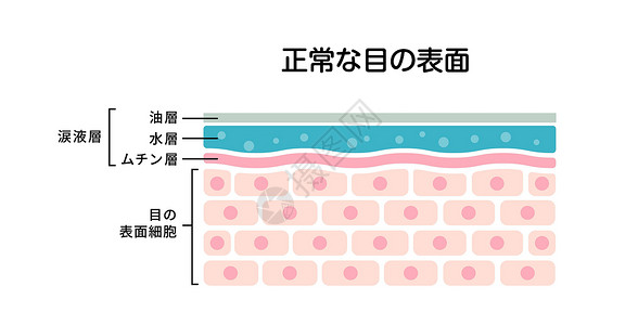 正常眼睛表面的横截面 平面矢量图日本插画