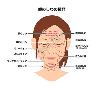 日本化妆品面部皱纹女性面部矢量图日本老化女士美容下巴皮肤美丽护理脖子成人线条设计图片