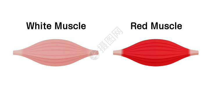 肌动蛋白白肌和红肌的区别 矢量图手臂肌丝健身房运动训练身体纤维肌纤维器官科学插画