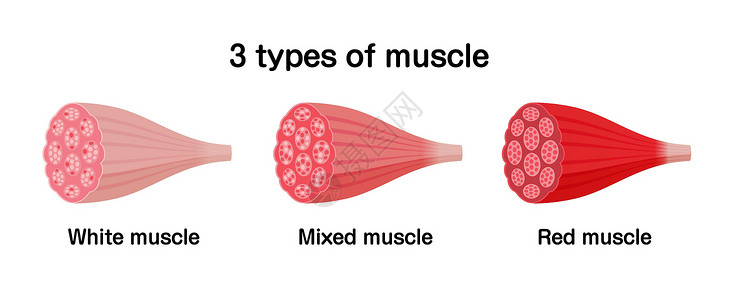 肌动蛋白3 种类型的肌肉和红色肌肉矢量插图集纤维手臂力量组织训练器官插图身体科学生物学插画