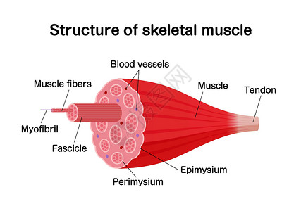 肌动蛋白它制作图案的骨骼肌矢量结构科学纤维肌肉运动生物学训练插图健美运动员手臂插画