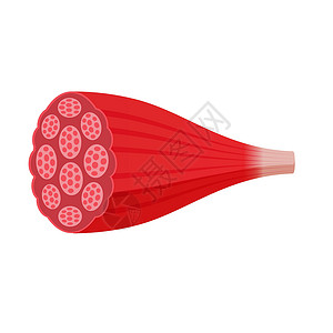 肌动蛋白横截面的肌肉矢量图红色 muscl插画