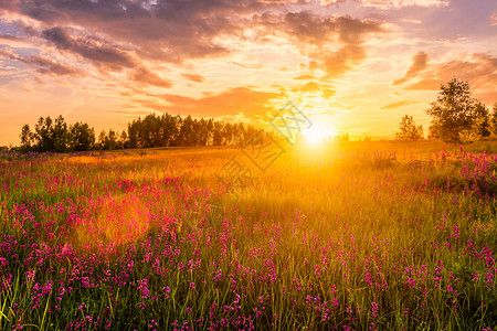 白桦树开花盛开早晨高清图片