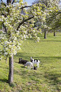山羊和羊羔 在开花的泉园附近 他们在两林之间背景图片