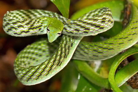 鞭蛇生态野生动物保护高清图片