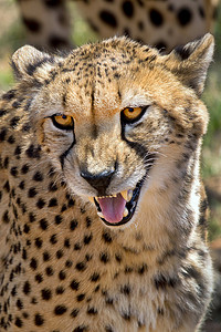 肉食性的南非野生生物保护区Cheetah自然保护区行为肉食性生态旅游毛皮生态栖息地动物群眼睛多样性背景