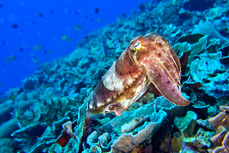 头足纲印度尼西亚北苏拉威西 莱姆贝生物海洋生物水生生物热带野生动物海上生活动物群潜水贝类环境背景