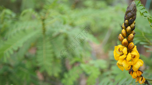 非洲番泻叶开花 美国加利福尼亚州的园艺 天然植物特写背景 春天早晨花园里的黄色花朵 柔和的焦点中新鲜的春天植物群 烛台上多汁的植背景图片