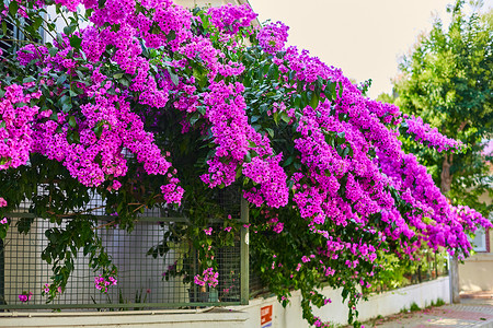 以鲜亮紫花装饰一栋住宅楼的旅行花园入口建筑火鸡别墅房子农村建筑学乡村背景图片