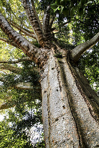 斯塔托佩拉花园里的阿加瑟罗布斯塔树阳光天空树干衬套兰花森林公园旅行植物群叶子背景