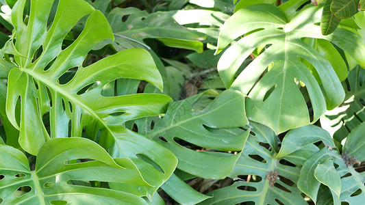 异国情调的龟背竹丛林雨林热带气氛 新鲜多汁的叶状叶子 亚马逊茂密的杂草丛生的深林 黑暗的自然绿色植物茂盛的树叶 常绿生态系统 天背景图片