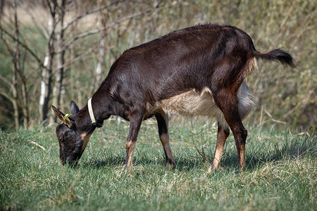 黑山羊在草原上放牧图片素材