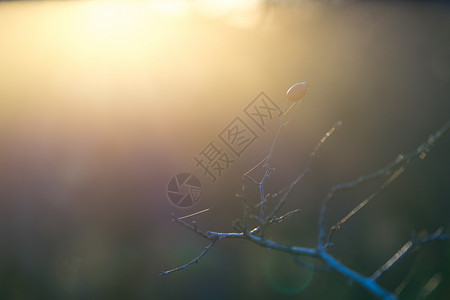 野生的树枝在柔软蓝灰色背景下反转灌木背光灯光水果季节阳光植物背景图片