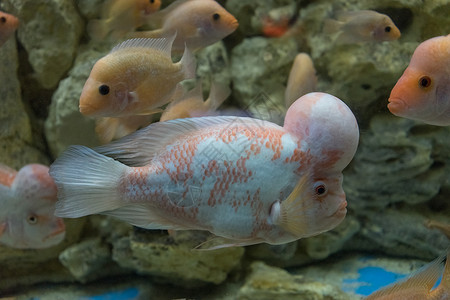 藻类和其他物种鱼类大型水族馆中的海洋鱼类冷血动物群种类动物示范背景图片