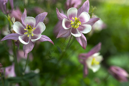 耧斗菜白色紫紫紫色温柔的花朵背景叶子心情花坛明信片摄影花瓣植物群公园背光背景