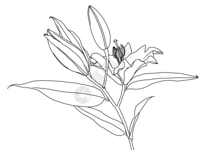 带叶和芽的百合花的逼真线性图雄蕊线条艺术打印植物群插图黑与白百合叶子枝条背景图片