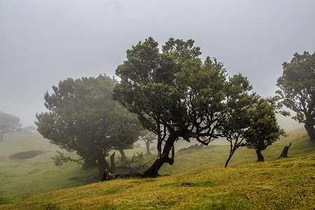 马德拉 葡萄牙 欧洲风景旅行环境桂冠遗产假期老树森林臭木场景背景图片