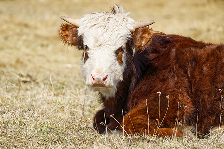 年轻的钱德勒赫里福德奶牛肖像 棕色和白色油漆牛 可爱的白头橙牛家畜宠物干草农业动物农村母带干旱橙子女性背景图片