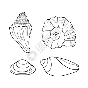 蜗牛线贝壳矢量集 贝壳不同形式的集合 海洋套装 雕刻线的手绘插图 请柬的设计元素贺卡海报横幅传单等插画