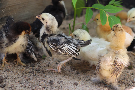 蓝沙中的班坦小鸡群宠物野生动物工作室范围小鸡母鸡家畜公鸡婴儿羽毛背景图片