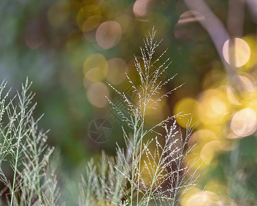 精确定位草与散景背景活力斑点蓝色环境墙纸绿色黄色植物粉色晴天背景
