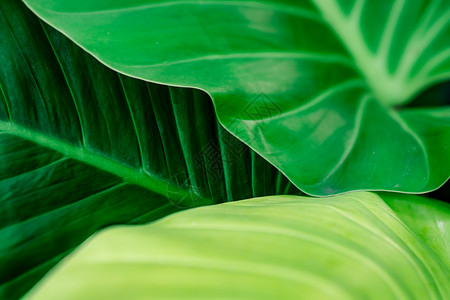 绿叶纹理背景 美丽的室内植物在花园里 室内植物 家居装饰用的绿叶 用于 spa 或和心理治疗的壁纸 有机产品的网页横幅背景图片