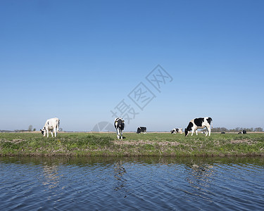 水边的小奶牛黑白斑红的霍尔斯坦小牛群 在青草草原上 在蓝天下牛奶牧场农田运河小牛动物场地牛肉农村食物背景