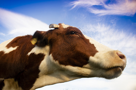 红斑奶牛有趣的红色的高清图片