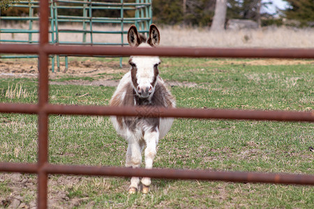 山羊围栏一群棕色和白色的驴站在铁丝网旁边马匹骡子围栏栅栏驴子宠物建筑学场地缩影家畜背景