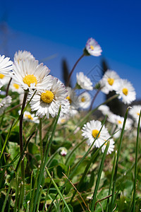 黄色盛开小野花野花的小花朵香水草地黄色白色绿色环境草本植物花瓣植物群场地背景