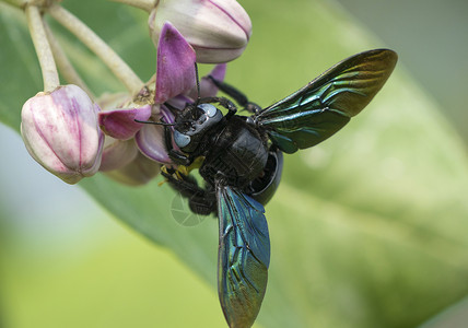 或索多玛花苹果上的木蜂漏洞花园木头蓝色蜜蜂叶子紫色植物野生动物昆虫背景
