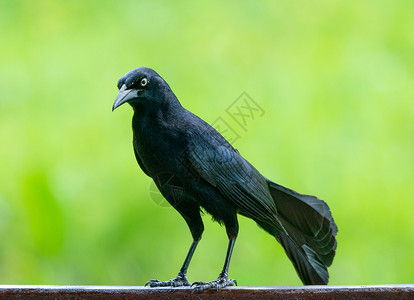 或大安的列斯黑鸟绿色大尾尾巴动物雀斑翅膀男性羽毛荒野野生动物栏杆背景图片