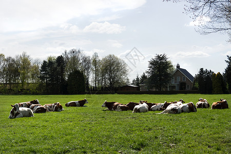 一群红牛和白牛 躺在农场附近的草地上背景图片