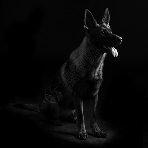 一只年轻女性多色德国牧羊犬的肖像血统水平黑色警报纯品种哺乳动物朋友背景图片