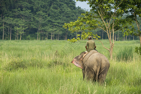 骑着母象的马赫特或大象骑手野生动物旅行男人荒野牛人哺乳动物游客培训师森林守门员背景