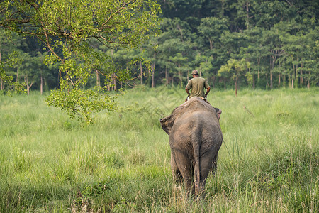 骑着母象的马赫特或大象骑手培训师热带树干骑术驯象师旅行守门员野生动物森林旅游背景图片