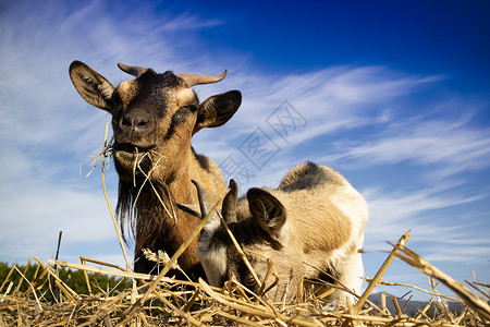 普通山羊午餐休息时间农场动物夫妻棕色食物农业午休高清图片