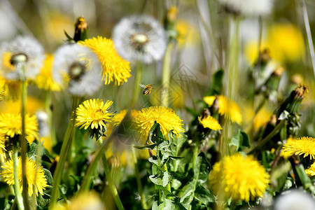 花朵草地和飞蜜蜂背景图片